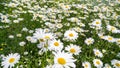 Macro image of beautiful flower bed with growing chamomiles. Perfect background of meadow covered with white flowers Royalty Free Stock Photo