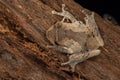 Macro image of beautiful frog of Rhacophorids, Philautus aurantium frog at deep rainforest jungle Sabah, Borneo