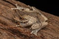 Macro image of beautiful frog of Rhacophorids, Philautus aurantium frog at deep rainforest jungle Sabah, Borneo