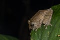 Macro image of beautiful frog of Rhacophorids, Philautus aurantium frog at deep rainforest jungle Sabah, Borneo
