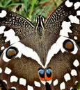 Great emperor butterfly