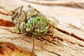 Beautiful green cicada on rough tree bark
