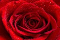 Macro Image of a Beautiful Red Rose with Water Droplets Royalty Free Stock Photo