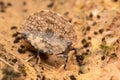 Macro image of beautiful well camouflaged Leaf-Mimic Pygmy Grasshoper - Paraphyllum antennatum Hancoc on deep jungle forest of