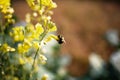 Macro image of a bee Royalty Free Stock Photo