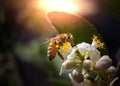 Bee Collecting Pollen From a Flower