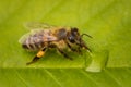 Macro image of a bee on a leaf drinking a honey drop from a hive