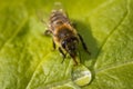 Macro image of a bee on a leaf drinking a honey drop from a hive