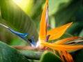 Macro image of bee sitting on the colorful strelitzia flower and collecting nectar