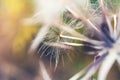 Macro image of big beautiful dandelion.