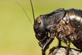 Macro image of big bellied cricket