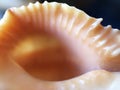 Macro image of big orange sea shell with stripped edges,