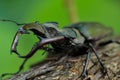 Stag beetle Lucanus cervus on wood. Red List rare insect macro view, shallow depth field. Selective focus