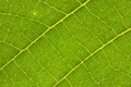 Macro image of big tropical leaf veins Royalty Free Stock Photo