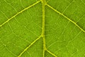 Macro image of big tropical leaf veins Royalty Free Stock Photo