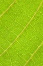 Macro image of big tropical leaf veins Royalty Free Stock Photo