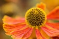 Macro image Black Eyed Susan Summer flower Rudbeckia Hirta Royalty Free Stock Photo