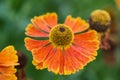 Macro image Black Eyed Susan Summer flower Rudbeckia Hirta Royalty Free Stock Photo