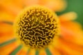 Macro image Black Eyed Susan Summer flower Rudbeckia Hirta Royalty Free Stock Photo