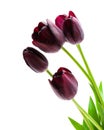 Macro image of black tulips isolated on white