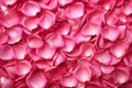 macro image of a bloomed roses petal surface Royalty Free Stock Photo