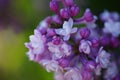 Macro image of a blooming branch of a purple lilac tree