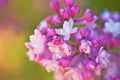 Macro image of a blooming branch of a purple lilac tree Royalty Free Stock Photo