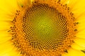 Macro image of a blooming sunflower head with patterns Royalty Free Stock Photo