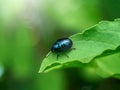 Macro image of blue bug on leaf Royalty Free Stock Photo