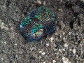 Bobtail squid on black sand