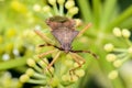 A macro image of the Box Bug, Gonocerus acuteangulatus