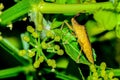 A macro image of a Box  Bug, Gonocerus acuteangulatus Royalty Free Stock Photo