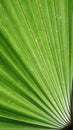 Macro image of a bright green leaf of palm tree Royalty Free Stock Photo