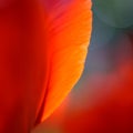 Macro Image of Bright Red Tulip Petals in Soft Style Royalty Free Stock Photo