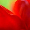 Macro Image of Bright Red Tulip Petals in Soft Style Royalty Free Stock Photo