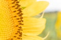 Macro image of the bright yellow face and petals of a sunflower in a field