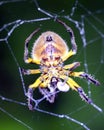 Macro image of a brightly colored spider hanging upside down at night inside the Madidi National Park, Rurrenabaque in Bolivia Royalty Free Stock Photo