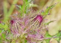 A Bristle Thistle bud with spikey green and red leaves