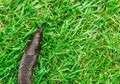 macro image of a brown garden slug