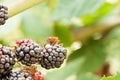 Macro image of brown shield bug crawling on a blackberry cluster