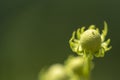 Macro image of the bud of flower. Royalty Free Stock Photo