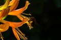 Macro image of a bumble bee collecting pollen Royalty Free Stock Photo