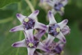 Macro image of a bunch of white and blue forest flowers