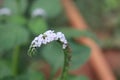 Macro image of a bunch of white flowers