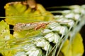 A macro image of a Caddis Fly on an ear of wheat