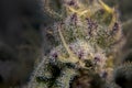 Macro Image of Cannabis Plant and Trichomes