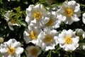 Macro image of Cherokee roses at garden area. Royalty Free Stock Photo