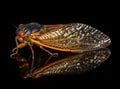 Macro image of cicada from brood II Royalty Free Stock Photo