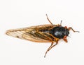 Macro image of cicada from brood II Royalty Free Stock Photo