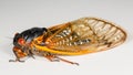 Macro image of cicada from brood II Royalty Free Stock Photo